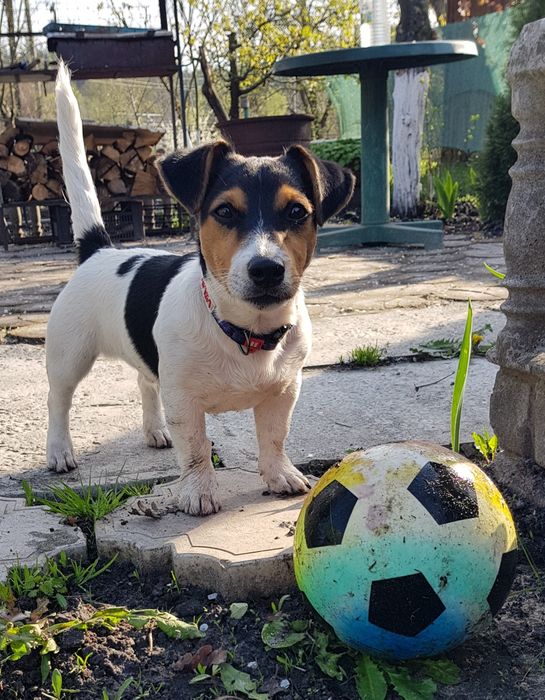 Джек Рассел терьер для вязки