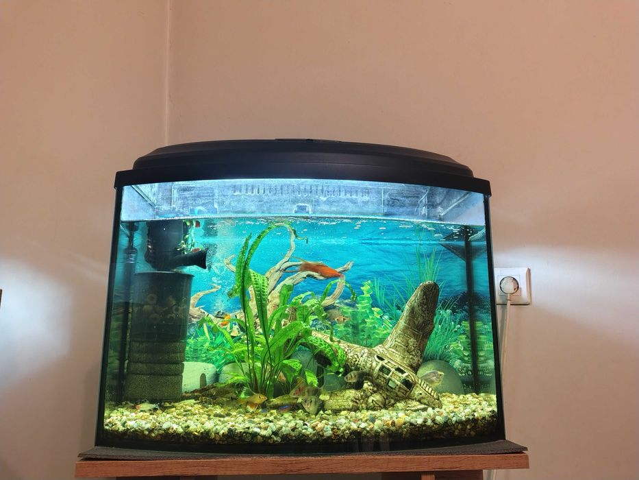 Akwarium 60L z stolikiem