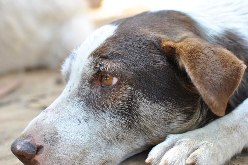 Para adoção: Escobar