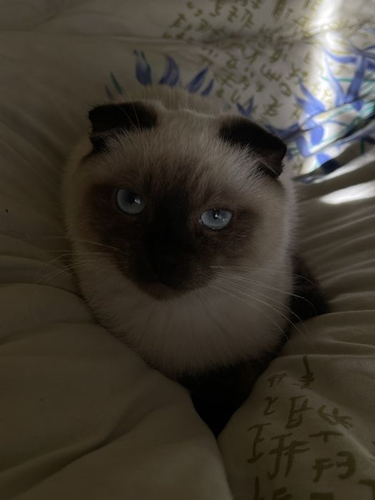 сіамський котик.