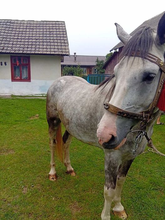 Продам жеребця 4,5 роки