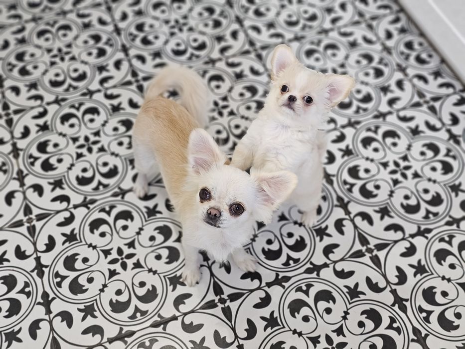 Chihuahua dlugowlosy piesek biało kremowy