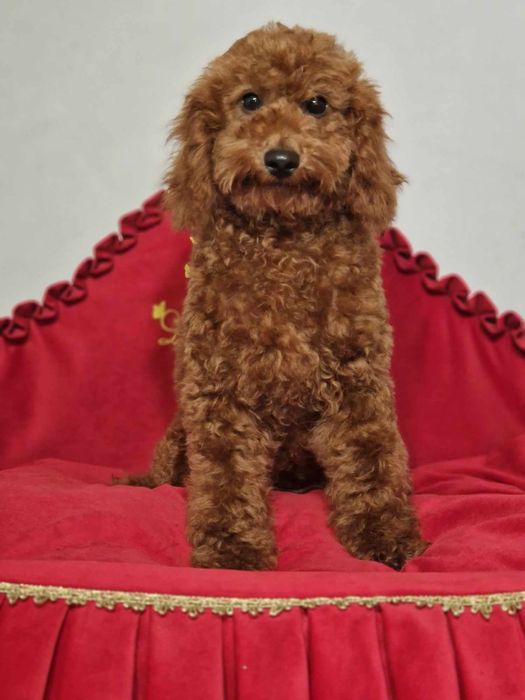 Pudel miniaturowy wyjątkowy chłopiec