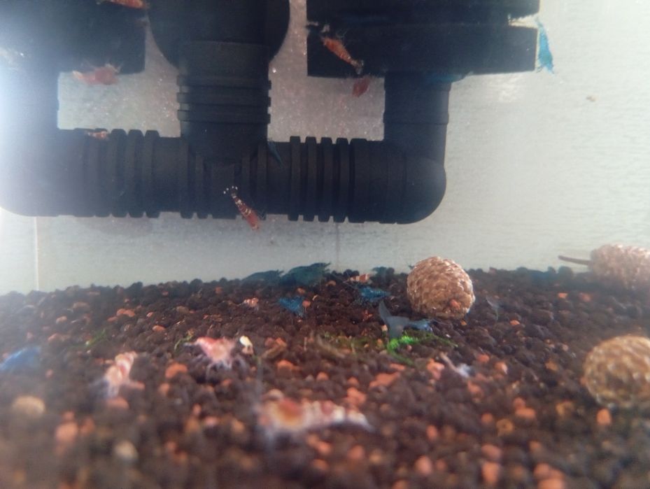 Caridinas Crystal Red