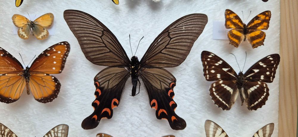 Gablotka motyle Agehana elwesi Papilio Diaethria i inne na ścianę