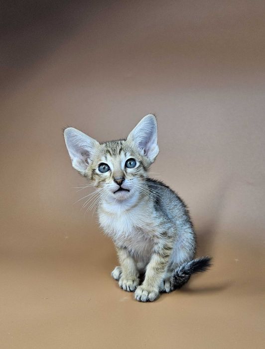 Ориентальный котенок ориентальный мальчик Romulus