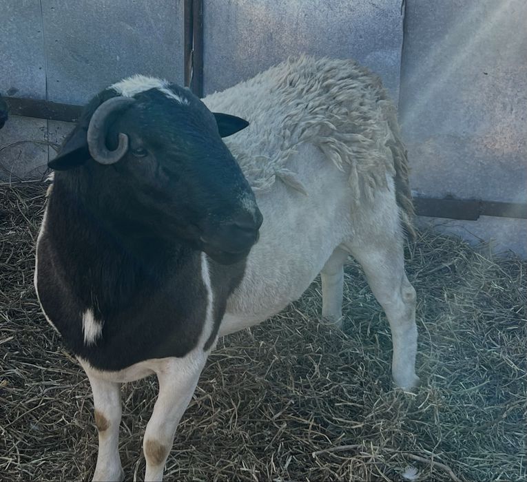 Баран породи дорпер