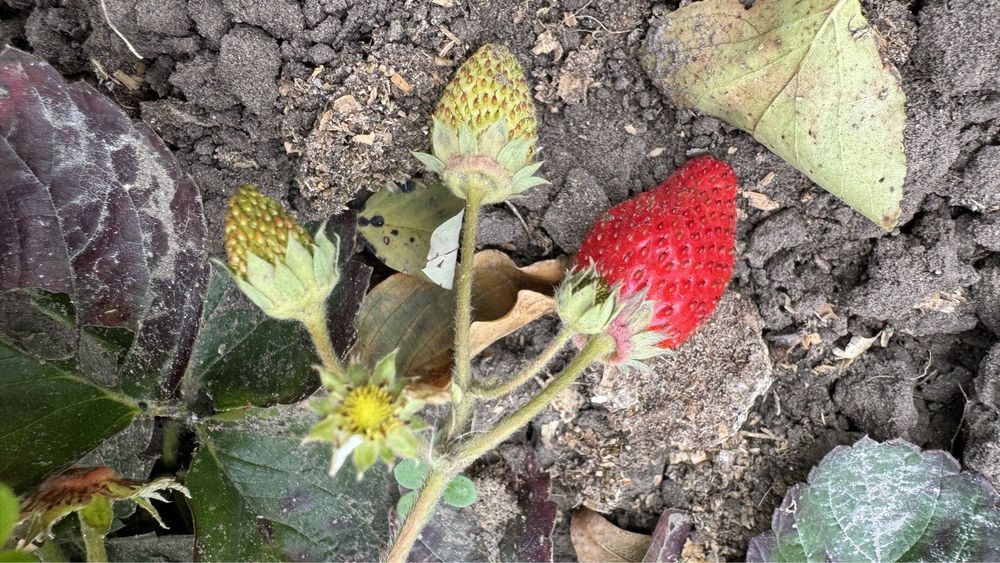 Рассада білої полуниці Анабланка