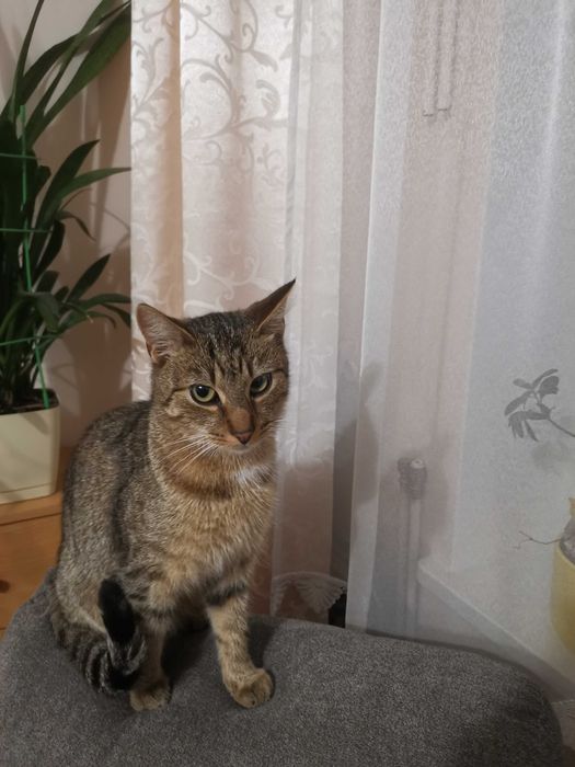 Zaginął kot około półtora roczny o imieniu Rudi