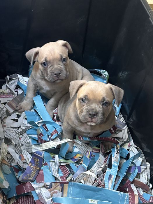 American Bully Pocket