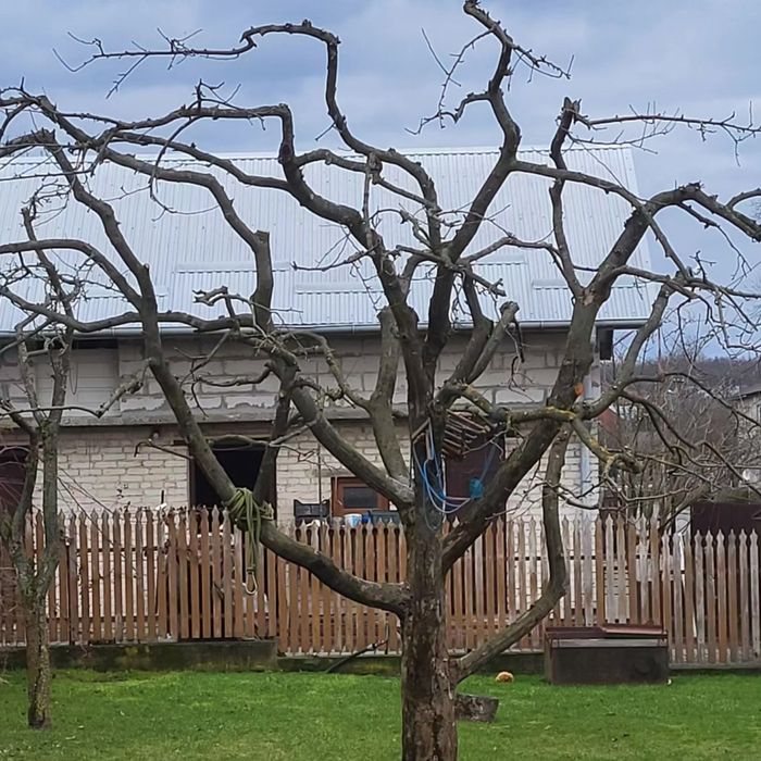 Обрізка фруктових та інших дерев на весну, обрискування санітарне.