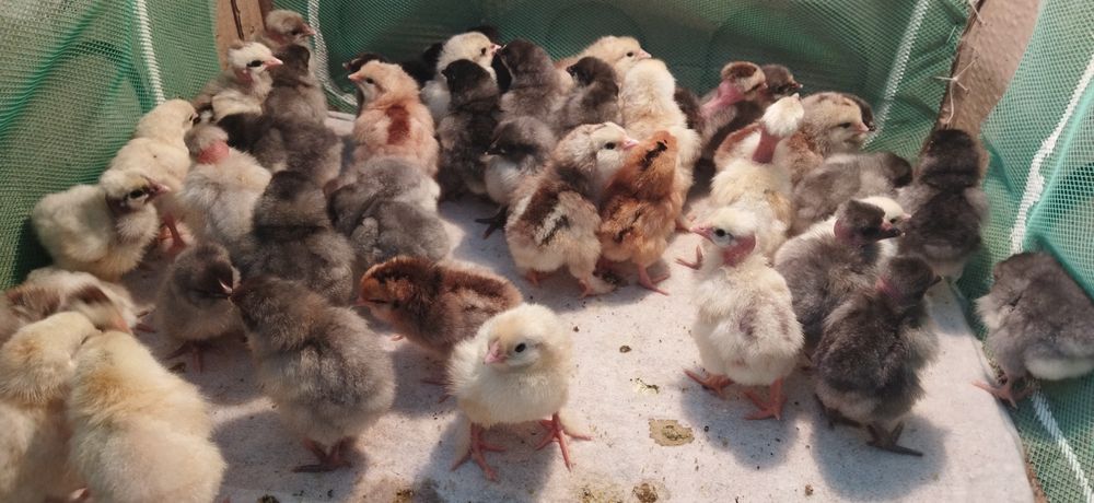 Домашні курчата .