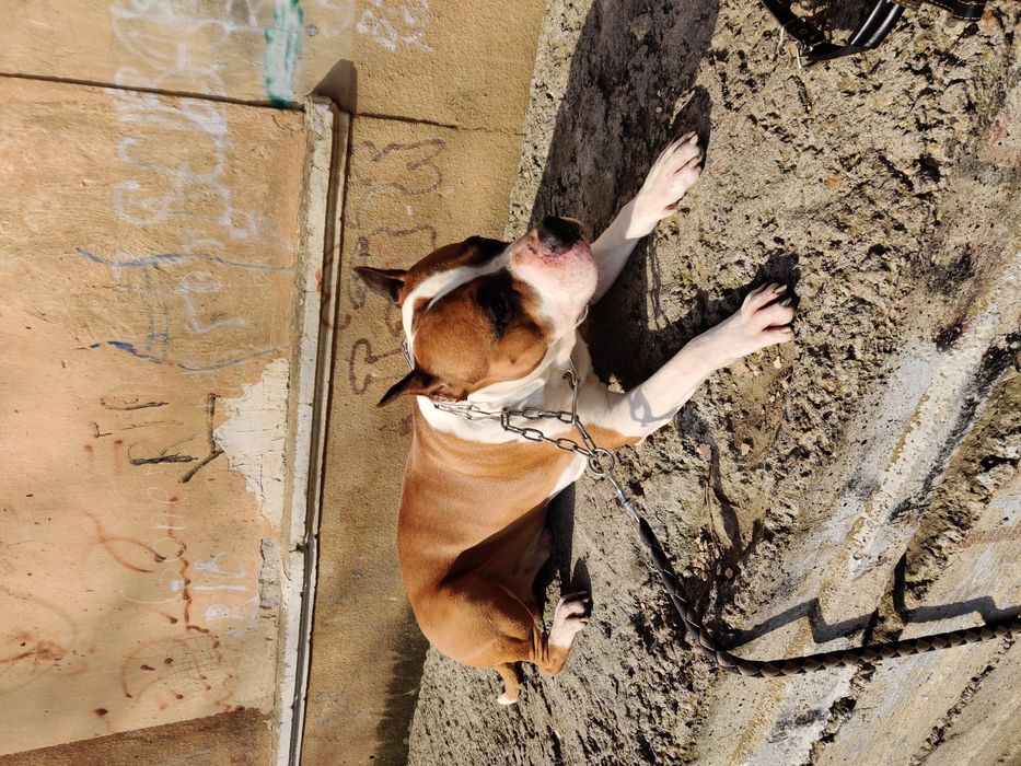 Вязка собак