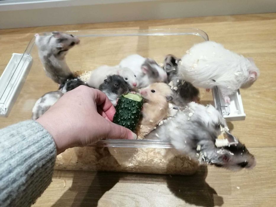 Chomik syryjski długowłosy oraz krotkowlosy