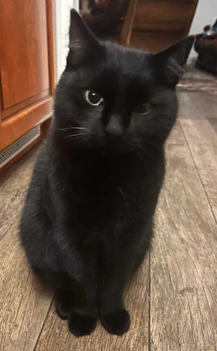 Zaginął kot Szczerbatek