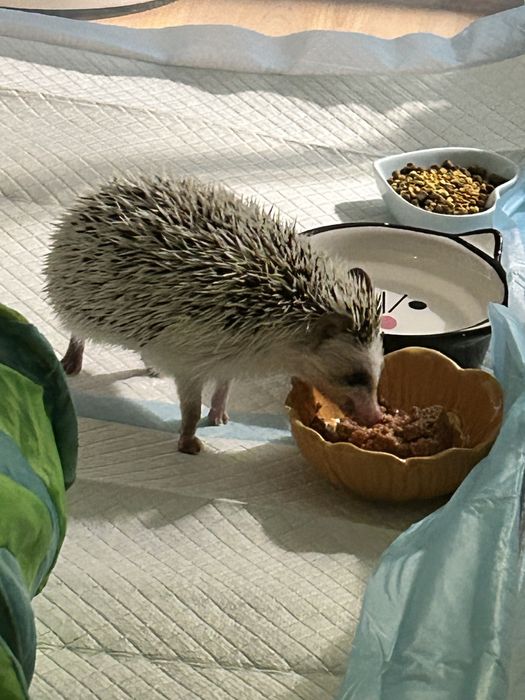 Jeż pigmejski - sprzedam do dobrego domu