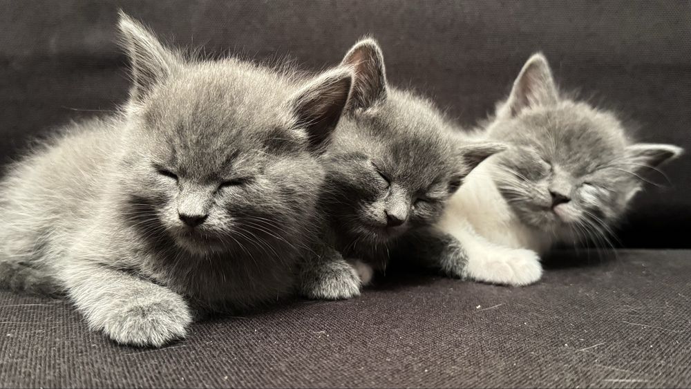 Кошеня в добрі руки
