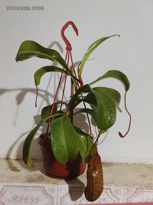 Planta carnívora (Nepenthes)