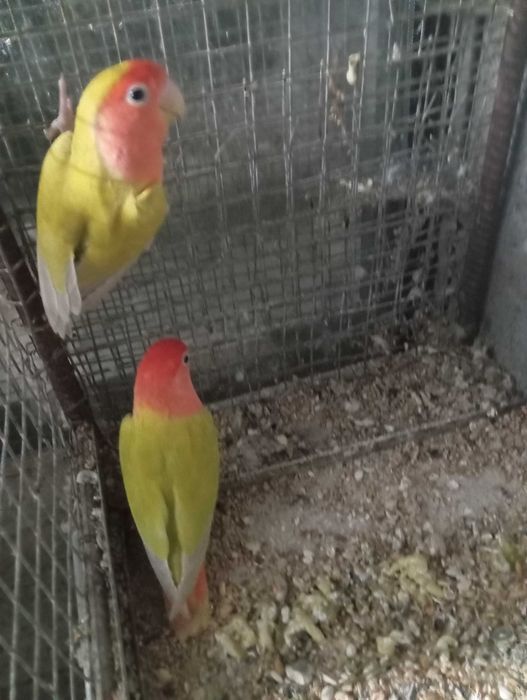 Agapornes  rosicoles