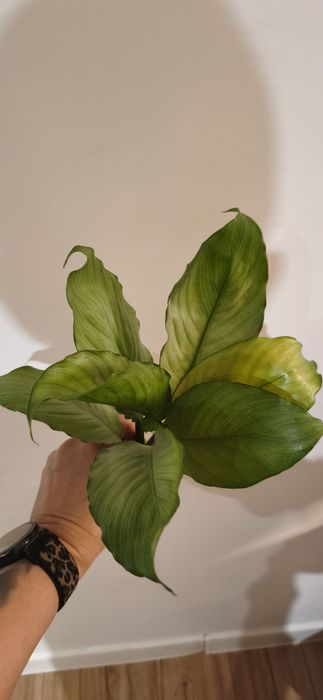 Spathiphyllum blandum split milk