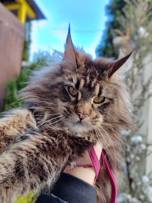 Кошечка Мейн Кун, черный мрамор