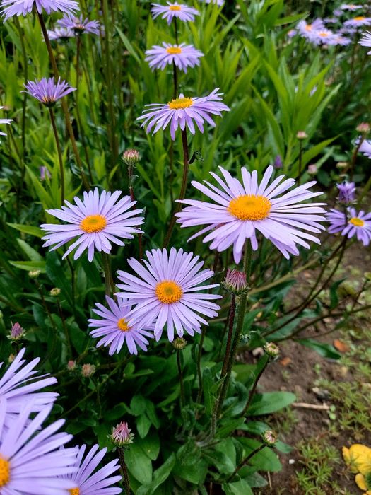 Мускарі та ромашка багаторічна