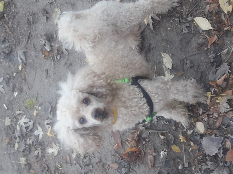 Вязка пудель