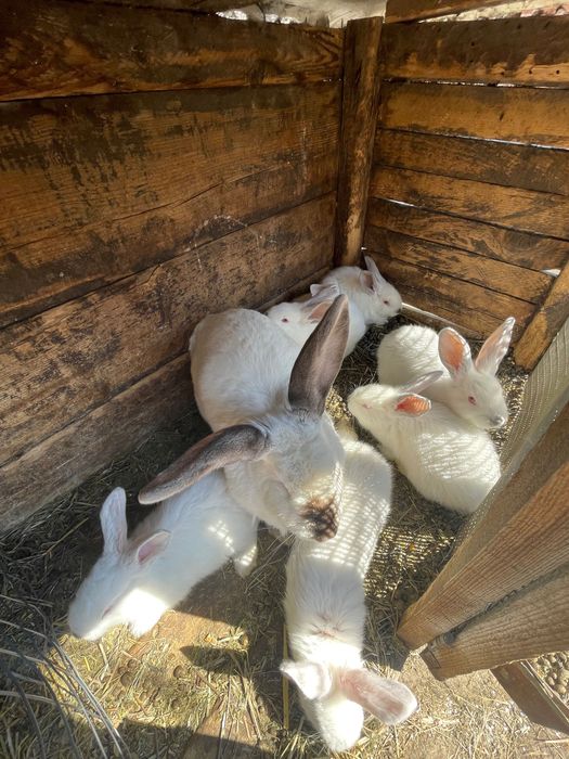 Кролі великі і малі