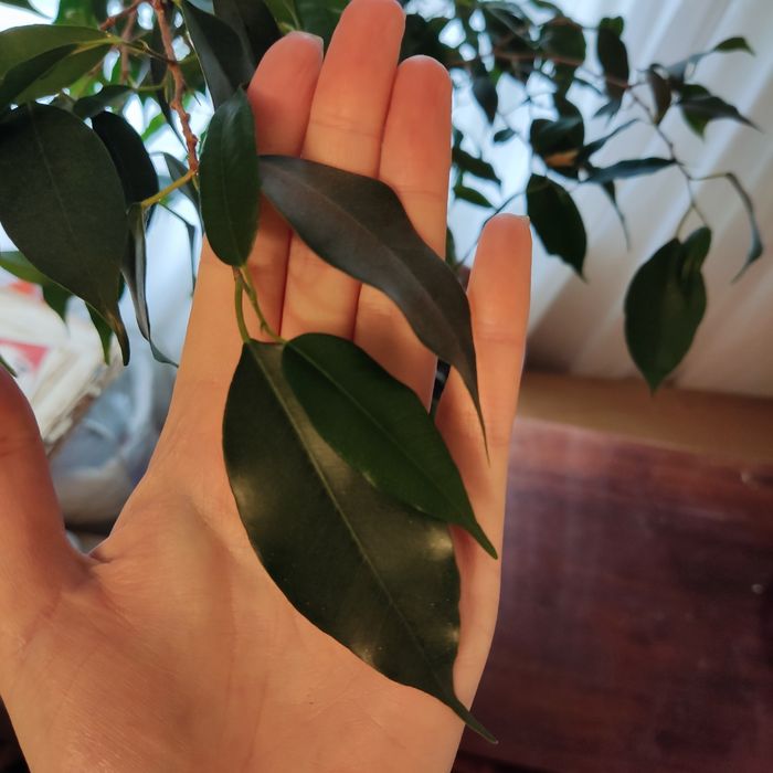 Фікуси бенджаміна