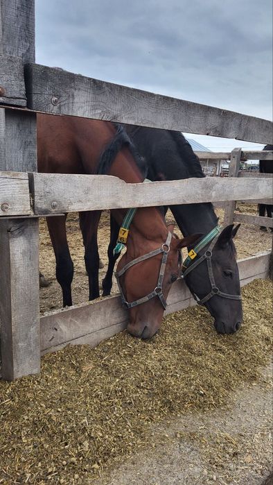 Коні, кобили, жеребці від кінного заводу УВП