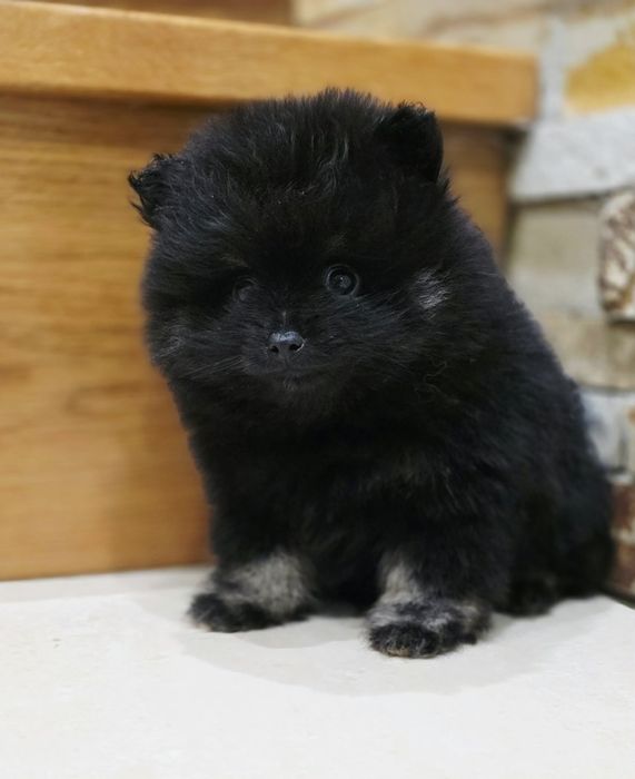 Spitz macho pequenino