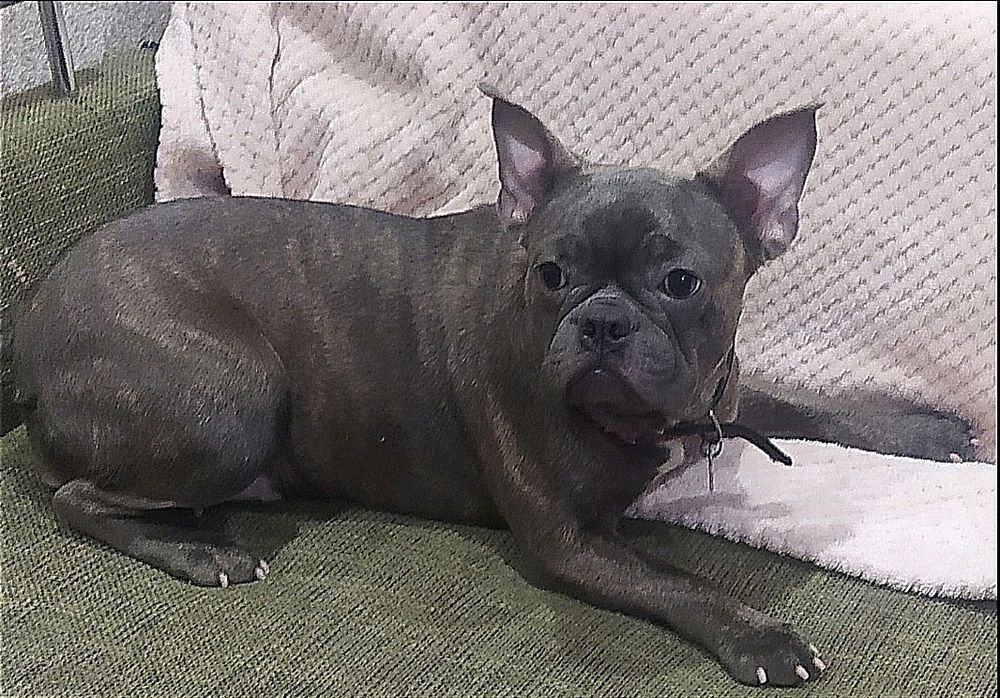 Блакитна француженка