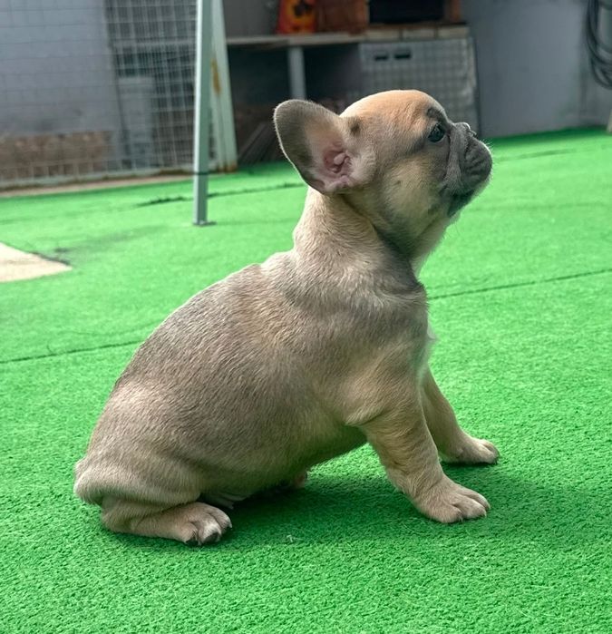 Bulldog francês fêmea blue fawn