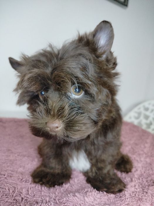 Yorkshire Terrier, choco, piesek