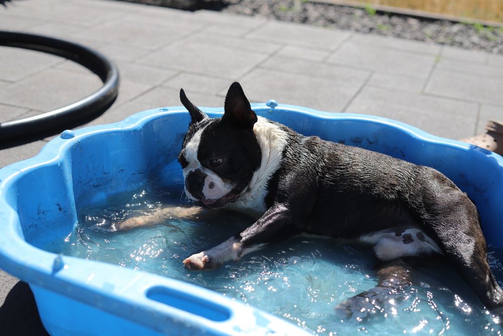 Boston terrier samiec