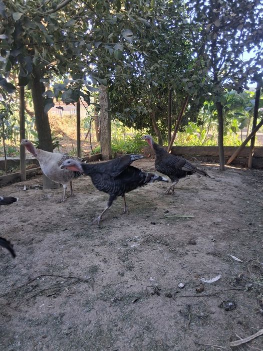Peruas Adultas .