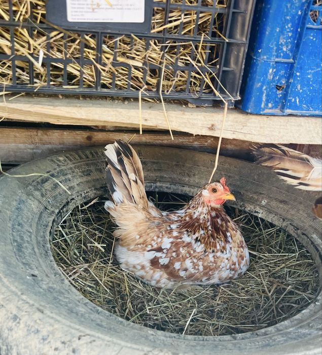 Інкубаційні яйця карликових  курочок