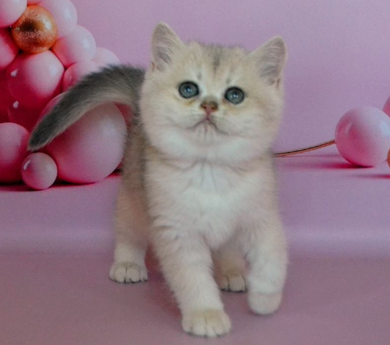 Кошеня шиншилла голубе золото