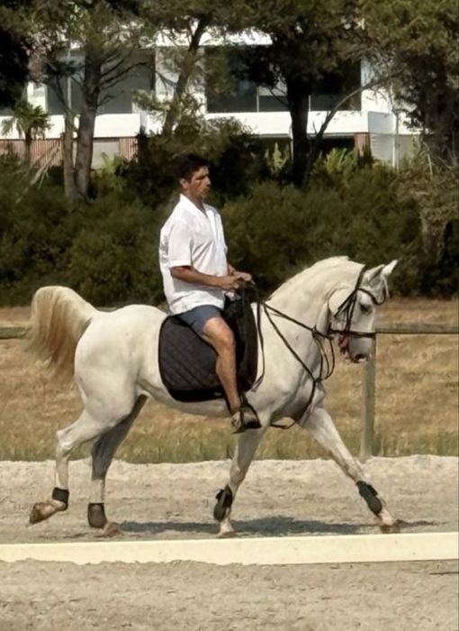 Cavalo Arabe Branco Macho  ( Nilo )