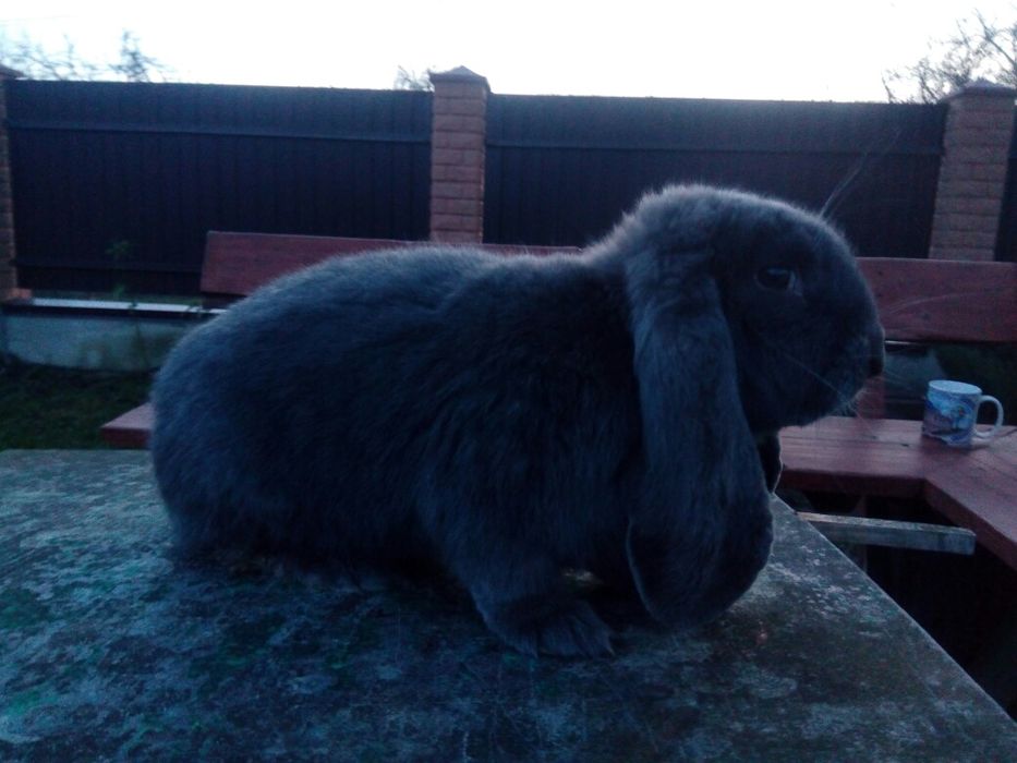 Самець французький баран