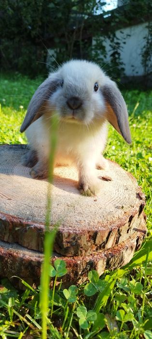 Królik miniaturka baranek miniaturowy mini lop króliczek
