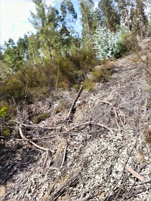 Terreno florestal 11.000 mts