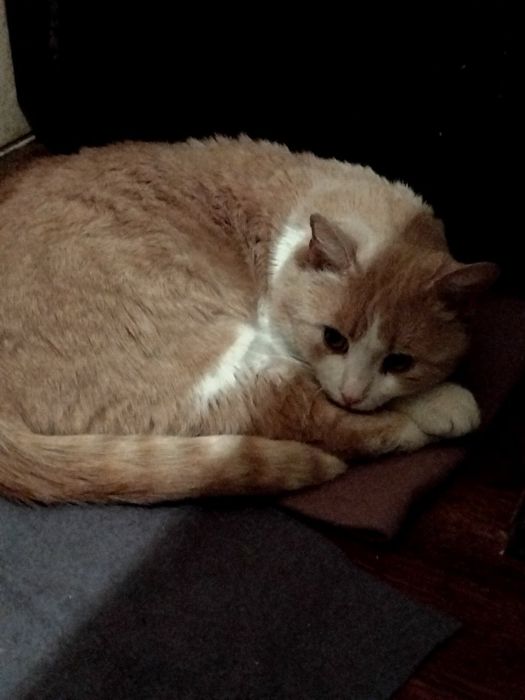 Віддам вибрі руки молодого котика