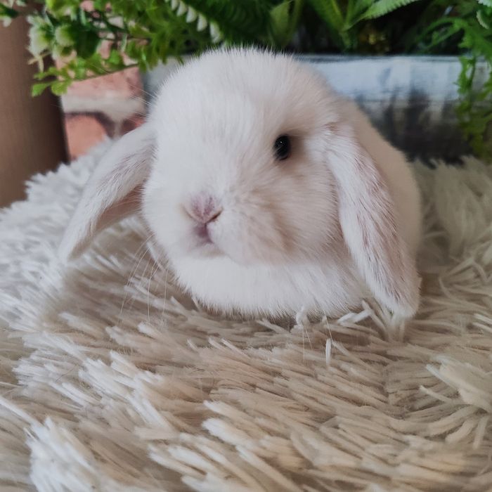 Króliki Mini Lop