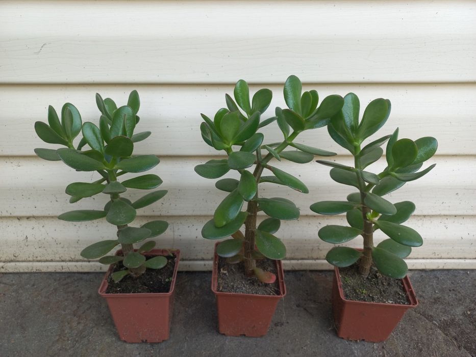 Грошове дерево (красула)