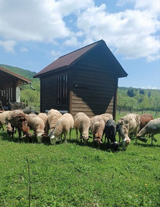 Продам Камерунські ягнята