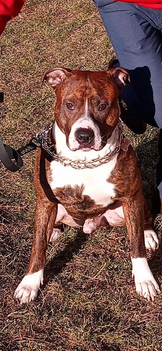 Вязка!Питбуль шалун  ищет свою любовь)))