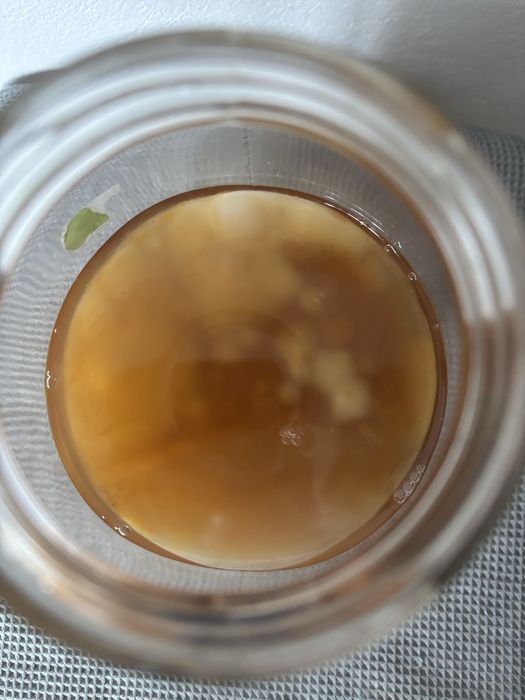 Kombucha grzybek herbaciany SCOBY