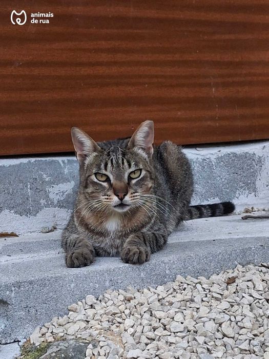 Vadinho | Para Adoção