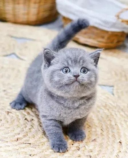 Британские плюшевые котята
